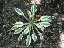 hosta ground master