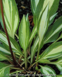 hosta cherry berry2