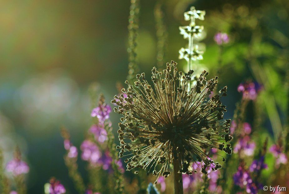 Allium 1 06-07-08