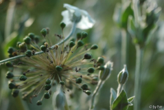 Allium 2 23-06-2008