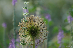 Allium 1 23-06-2008