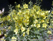 Verbascum x _Leticia