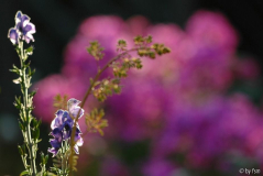 Aconitum-Phlox-Macleaya 1 08-07-2008