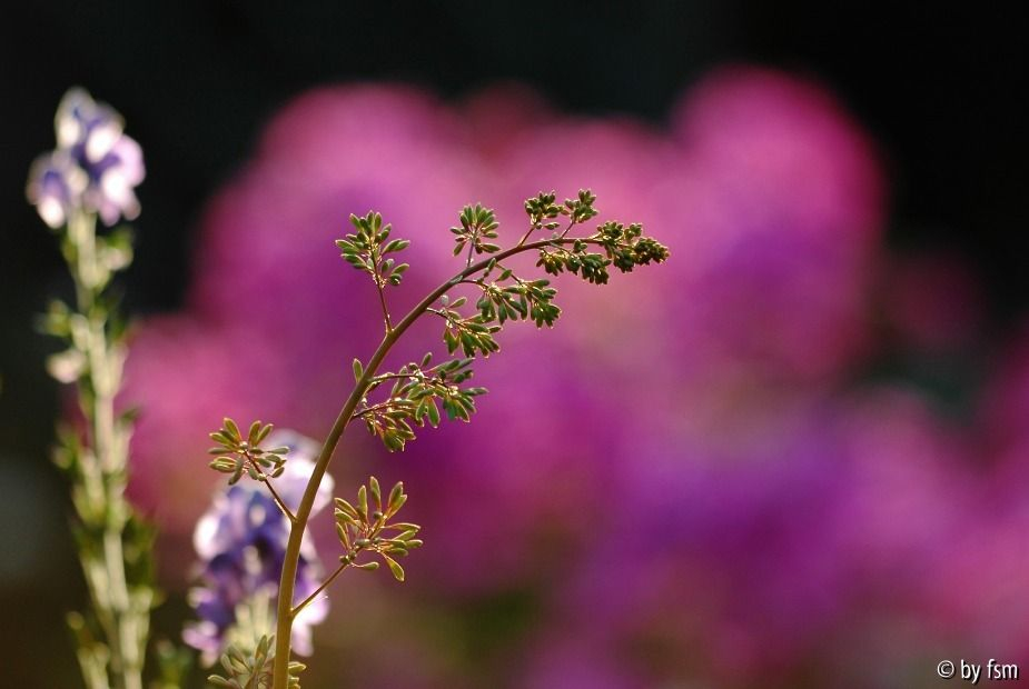 Aconitum-Phlox-Macleaya 2 08-07-2008