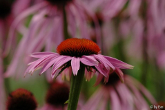 Echinacea 1 06-07-2008