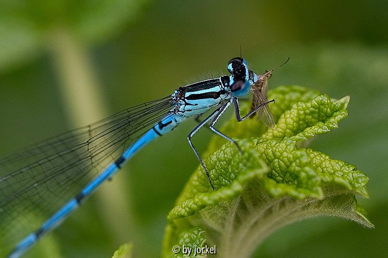 Libelle beim Futtern