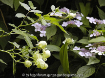 Lovely-Green-+-bl-Hortensie