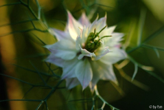 Nigella 1 14-07-2008