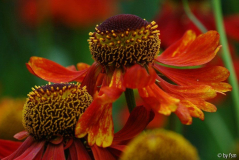 Helenium 1 06-07-2008