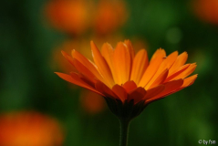 Calendula 1 06-07-2008