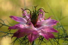 Nigella 1 22-07-2008