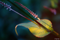 Persicaria 1 23-07-2008