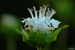 Monardia 1 23-07-2008