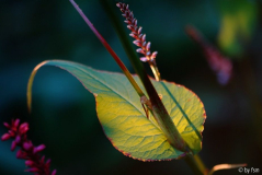 Persicaria 2 23-07-2008