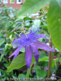 Passiflora 'Cary'