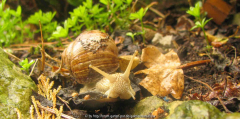 Weinbergschnecke