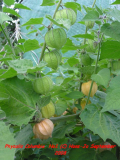 Physalis im September (1)