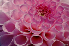 Dahlia 1 28-09-2008