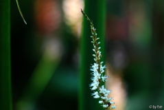 Persicaria 1 28-09-2008