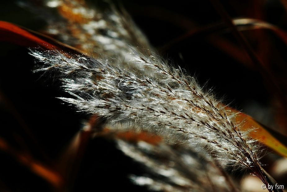 Miscanthus 2 28-09-2008