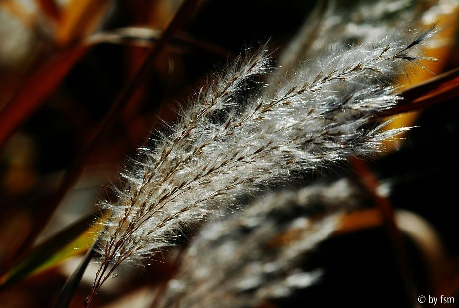 Miscanthus 1 28-09-2008