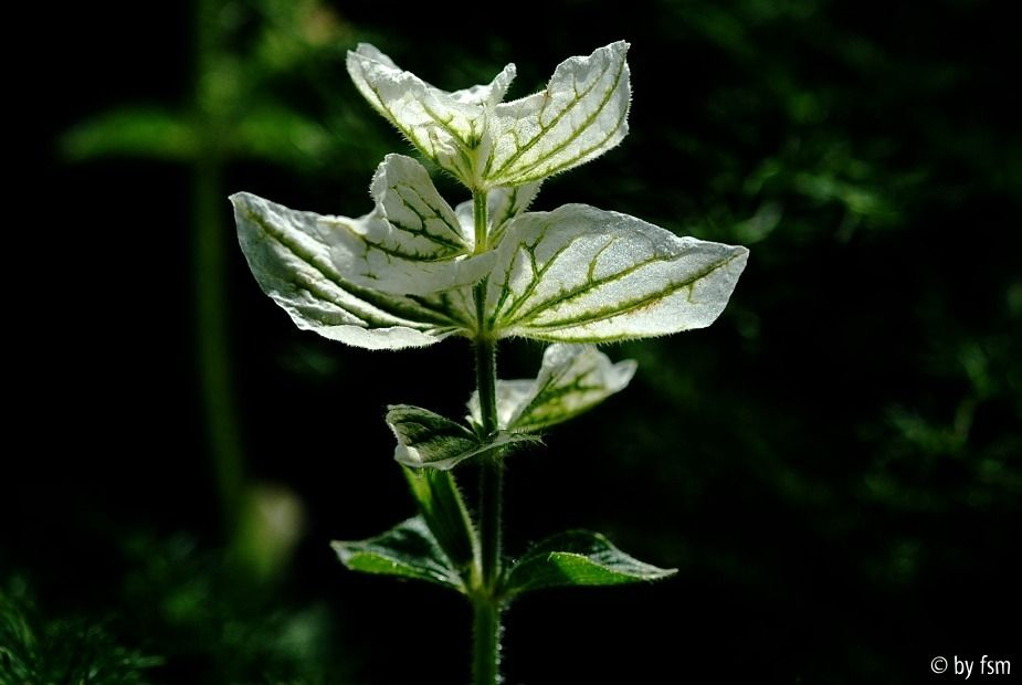 Salvia 1 04-10-2008