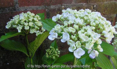 Hydrangea Ayesha