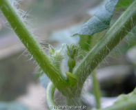 Wassermelone Fruchtansatz