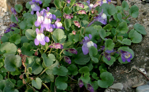 Cymbalaria pallida