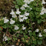 Cymbalaria muralis weiss