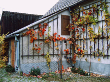 Herbstlaub 2008