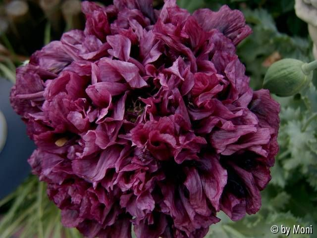 Black Peony