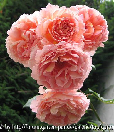 Abraham Darby