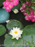 Impression: Seerose mit Rosen bei meiner Freundin