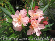 mein apricotfarbener Oleander 2005