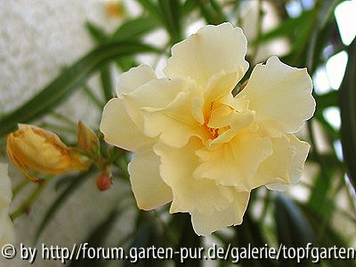 mein zart zitronengelber Oleander