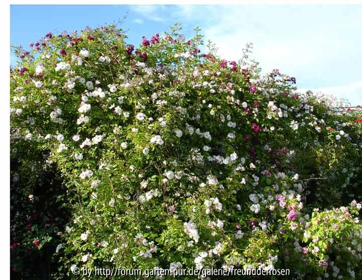 Venusta Pendula und Bleu Magenta