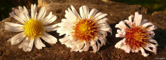 Aster Tie Blüte