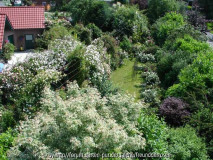 Blick in den Garten 2007