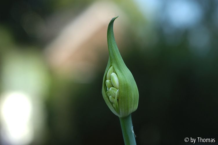 Agapanthus-Entwicklung