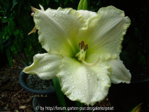 White Rose Memorial