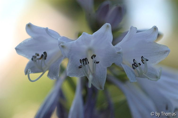 Hosta-Blüten