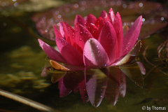 Seerose Blüte