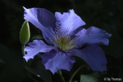 Clematis Blüte blau