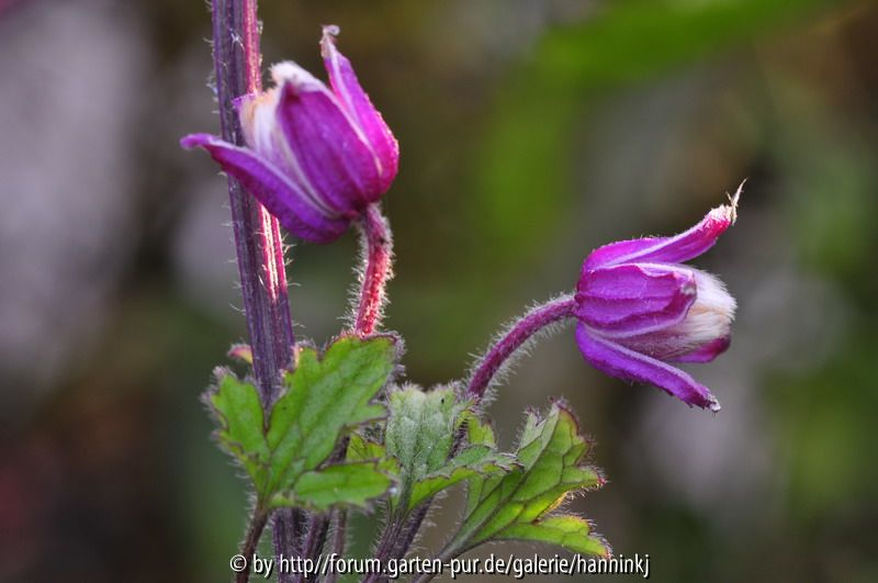 Clematis ranunculoides