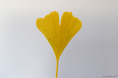 Ginkgoblatt