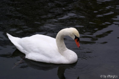 Schwan III