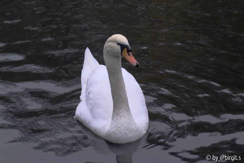 Schwan II