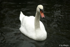 Schwan I