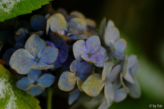 Hortensia 1 23-11-2008